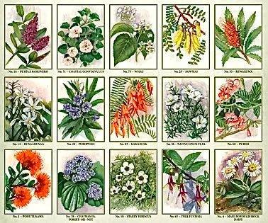 What are NZ Native Extracts? - Bumble & Birdie NZ  Bumble & Birdie NZ