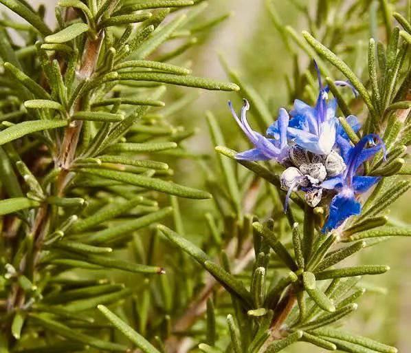 Essential Oil - Rosemary - Bumble & Birdie NZ 